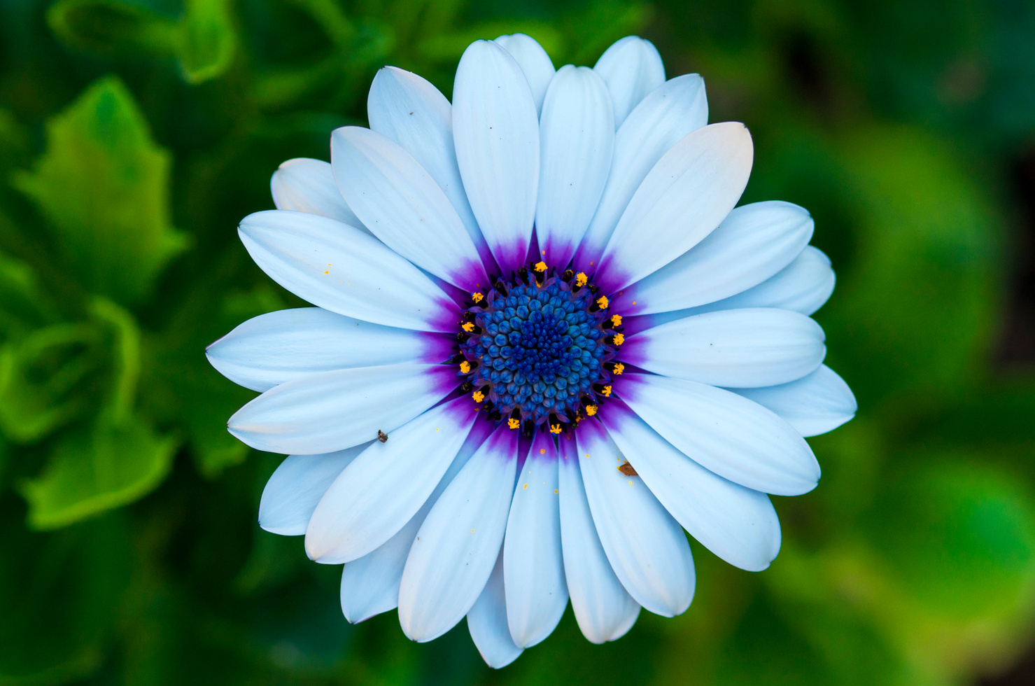 Blue flower head