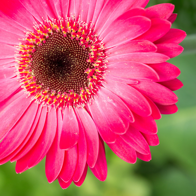 Pink Daisy